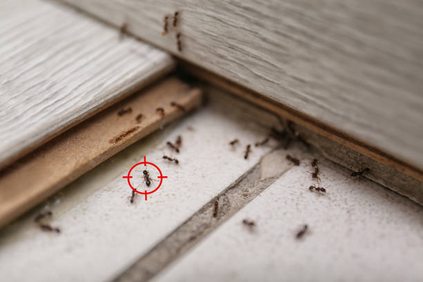 Best Pest Removal Services  in Parks, AZ