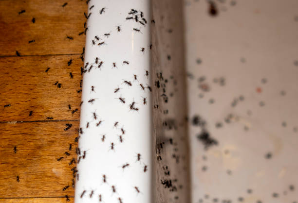 Pest Control Cost in Parks, AZ