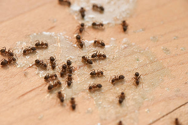 Best Commercial Pest Control Services  in Parks, AZ