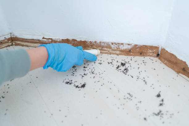 Best Residential Pest Control  in Parks, AZ